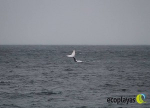 Ballenas