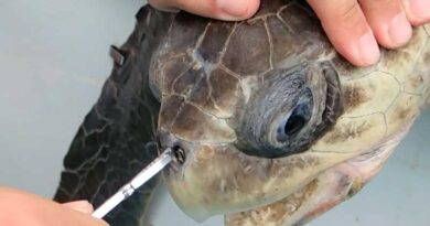Tortugas con plástico