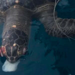 Tortuga muerta por ingerir plástico causa impacto en Manta