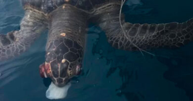 Tortuga muerta por ingerir plástico causa impacto en Manta