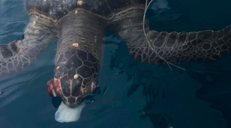 Tortuga muerta por ingerir plástico causa impacto en Manta