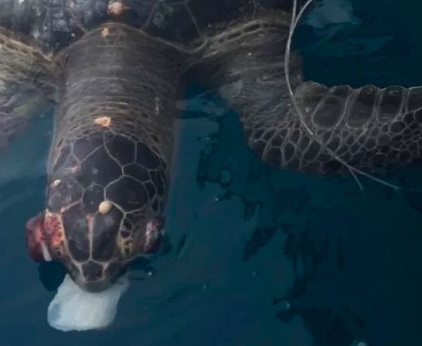 Tortuga muerta por ingerir plástico causa impacto en Manta
