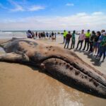 Una Ballena Jorobada murió varada en la Playa de Santa Marianita