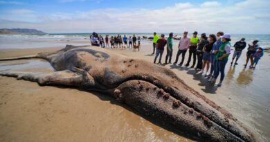Una Ballena Jorobada murió varada en la Playa de Santa Marianita Una Ballena Jorobada murió varada en la Playa de Santa Marianita